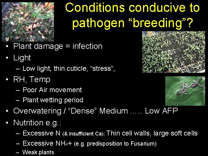 Conditions conducive to pathogen “breeding”? • Plant damage = infection • Light – Low