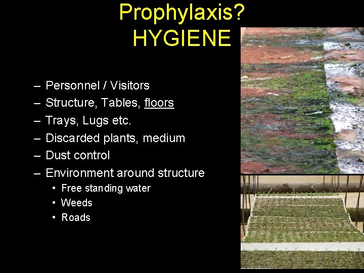 Prophylaxis? HYGIENE – – – Personnel / Visitors Structure, Tables, floors Trays, Lugs etc.