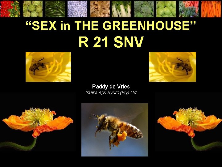 “SEX in THE GREENHOUSE” R 21 SNV Paddy de Vries Intens Agri Hydro (Pty)