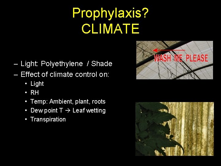 Prophylaxis? CLIMATE – Light: Polyethylene / Shade – Effect of climate control on: •