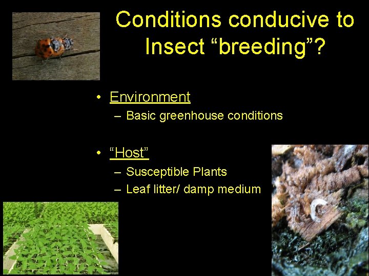 Conditions conducive to Insect “breeding”? • Environment – Basic greenhouse conditions • “Host” –