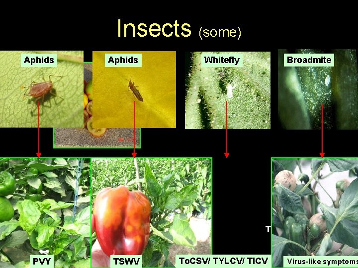 Insects (some) Aphids Whitefly Broadmite TSWV PVY TSWV To. CSV/ TYLCV/ TICV Virus-like symptoms