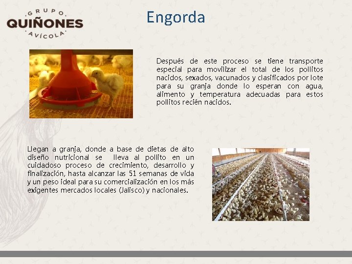 Engorda Después de este proceso se tiene transporte especial para movilizar el total de Engorda Después de este proceso se tiene transporte especial para movilizar el total de