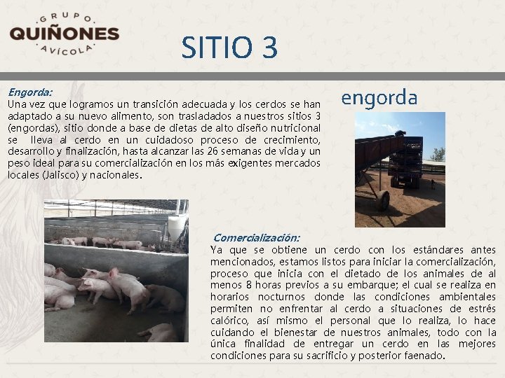 SITIO 3 Engorda: Una vez que logramos un transición adecuada y los cerdos se SITIO 3 Engorda: Una vez que logramos un transición adecuada y los cerdos se