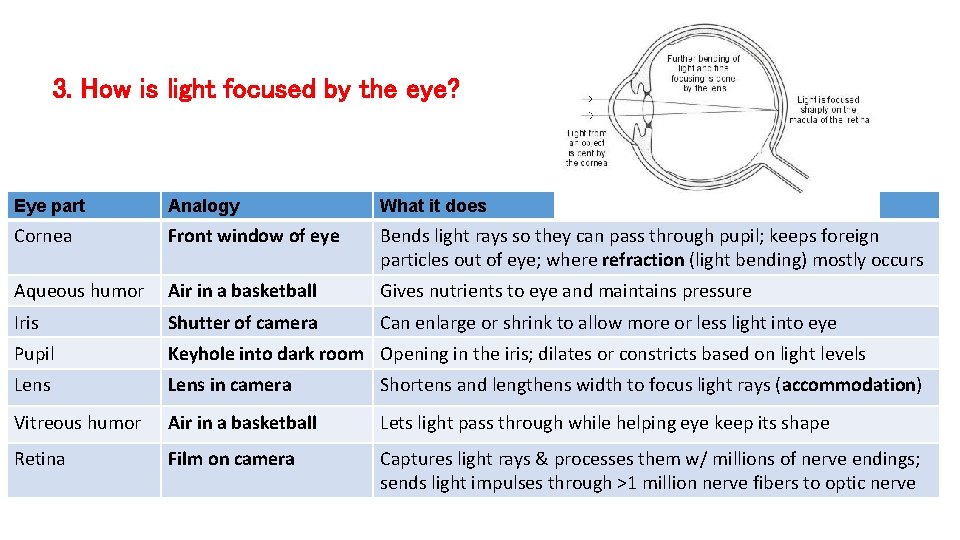 3. How is light focused by the eye? Eye part Analogy What it does 3. How is light focused by the eye? Eye part Analogy What it does