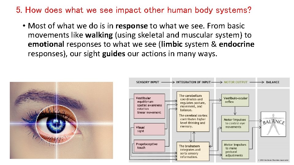 5. How does what we see impact other human body systems? • Most of 5. How does what we see impact other human body systems? • Most of