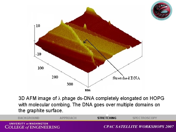 3 D AFM image of phage ds-DNA completely elongated on HOPG with molecular combing.