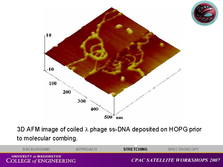 3 D AFM image of coiled phage ss-DNA deposited on HOPG prior to molecular