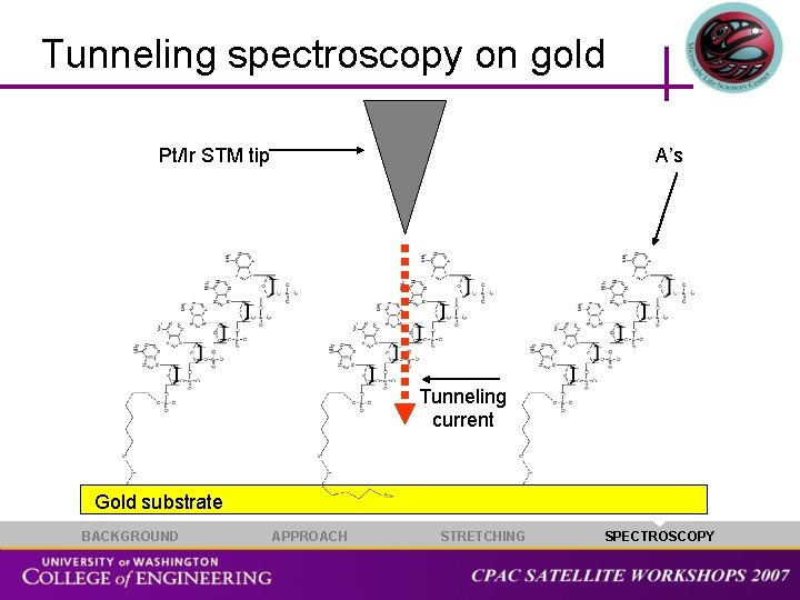 Tunneling spectroscopy on gold Pt/Ir STM tip A’s Tunneling current Gold substrate BACKGROUND APPROACH