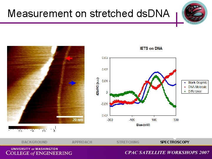 Measurement on stretched ds. DNA 20 nm BACKGROUND APPROACH STRETCHING SPECTROSCOPY 