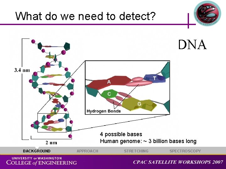 What do we need to detect? DNA 4 possible bases Human genome: ~ 3