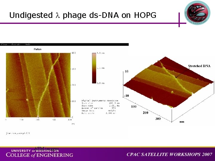 Undigested phage ds-DNA on HOPG AFM images 