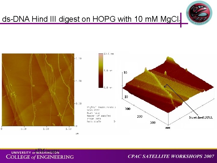 ds-DNA Hind III digest on HOPG with 10 m. M Mg. Cl 2 AFM