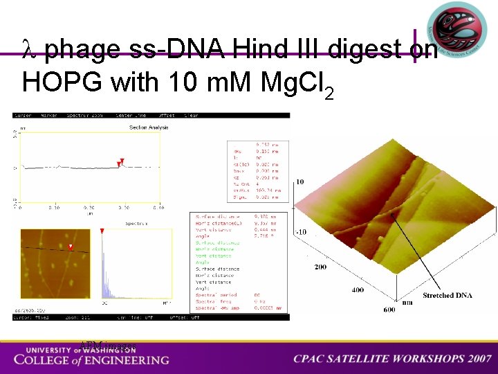  phage ss-DNA Hind III digest on HOPG with 10 m. M Mg. Cl