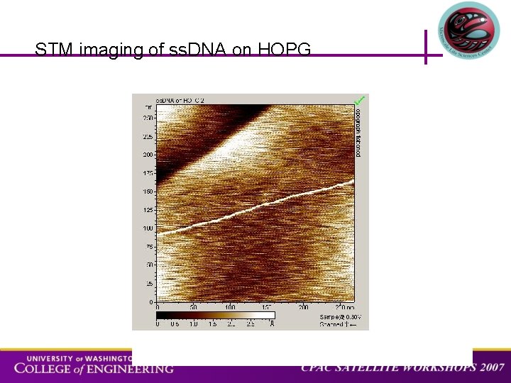 STM imaging of ss. DNA on HOPG 
