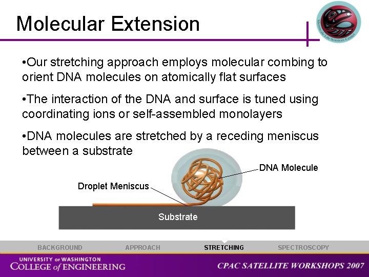 Molecular Extension • Our stretching approach employs molecular combing to orient DNA molecules on