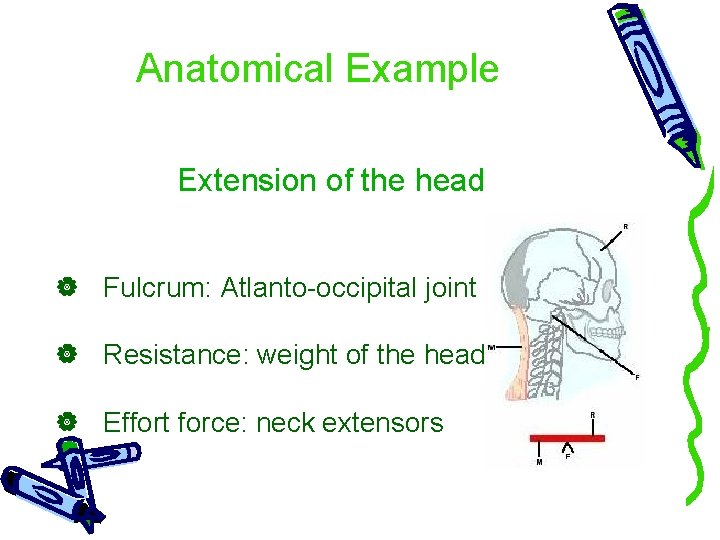 Anatomical Example Extension of the head Fulcrum: Atlanto-occipital joint Resistance: weight of the head