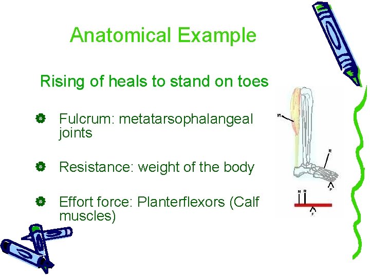 Anatomical Example Rising of heals to stand on toes Fulcrum: metatarsophalangeal joints Resistance: weight