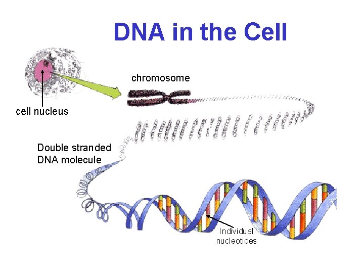 DNA in the Cell chromosome cell nucleus Double stranded DNA molecule Individual nucleotides 