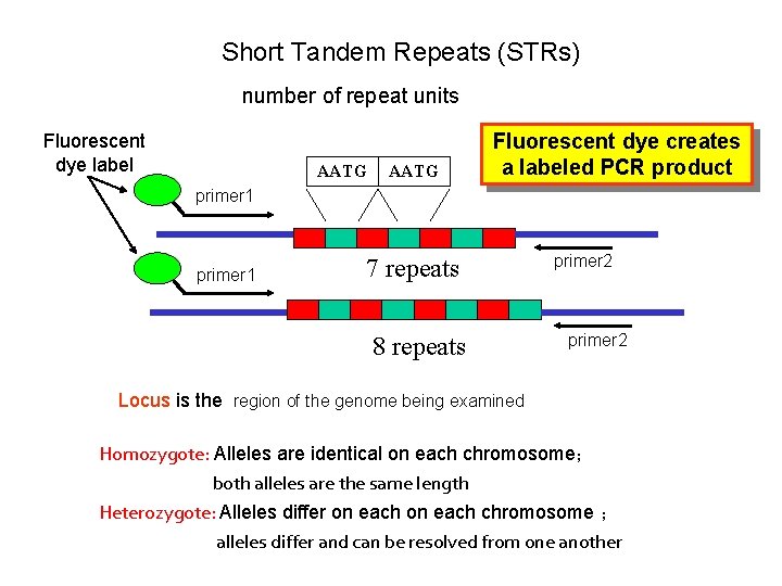 Short Tandem Repeats (STRs) number of repeat units Fluorescent dye label AATG Fluorescent dye