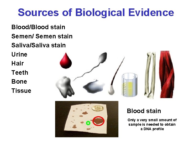 Sources of Biological Evidence Blood/Blood stain Semen/ Semen stain Saliva/Saliva stain Urine Hair Teeth