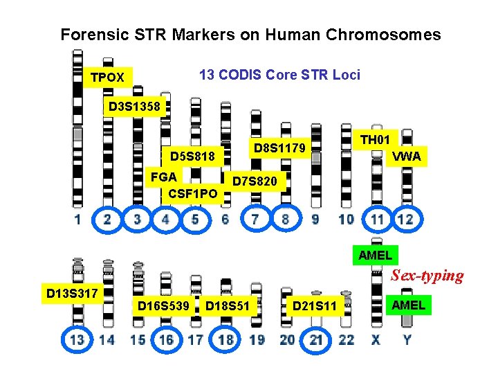 Forensic STR Markers on Human Chromosomes 13 CODIS Core STR Loci TPOX D 3