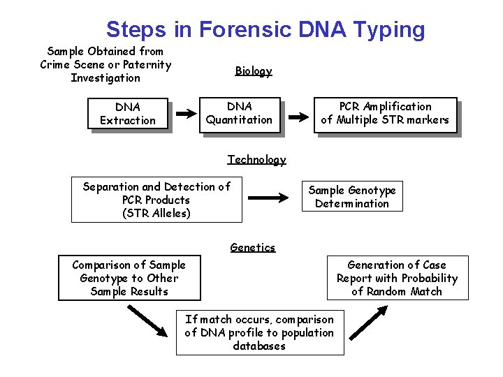 Steps in Forensic DNA Typing Sample Obtained from Crime Scene or Paternity Investigation Biology