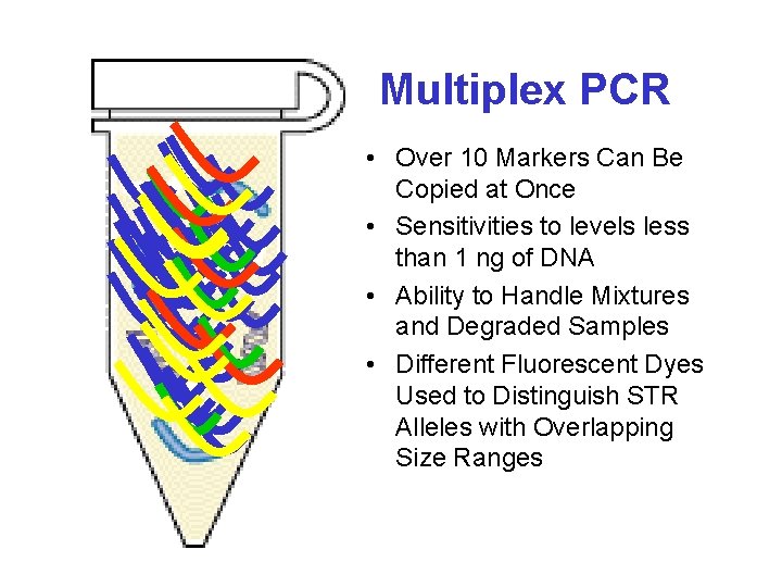 Multiplex PCR • Over 10 Markers Can Be Copied at Once • Sensitivities to