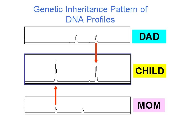 Genetic Inheritance Pattern of DNA Profiles DAD CHILD MOM 