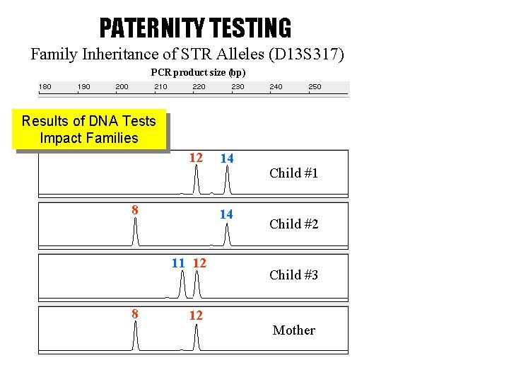 PATERNITY TESTING Family Inheritance of STR Alleles (D 13 S 317) PCR product size