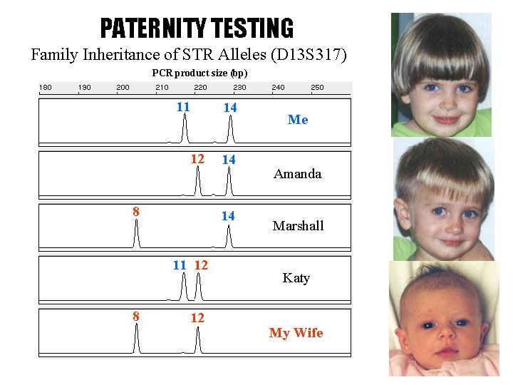 PATERNITY TESTING Family Inheritance of STR Alleles (D 13 S 317) PCR product size