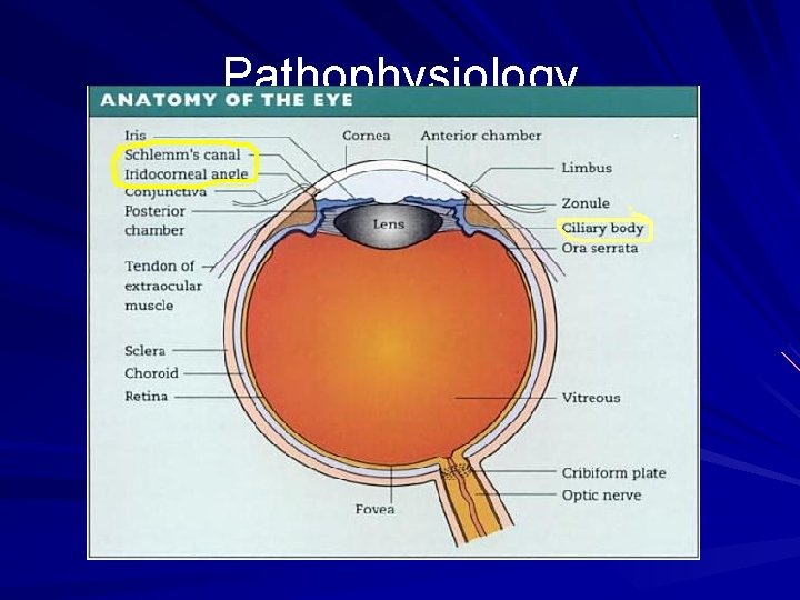 Pathophysiology Pathophysiology