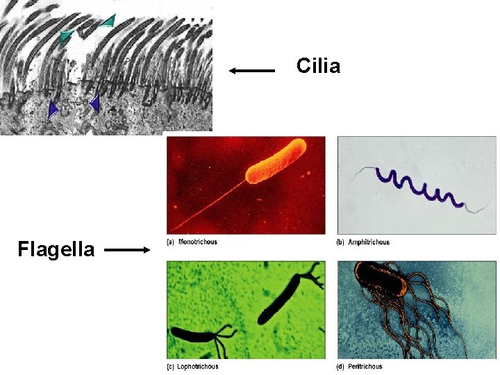 Cilia Flagella 