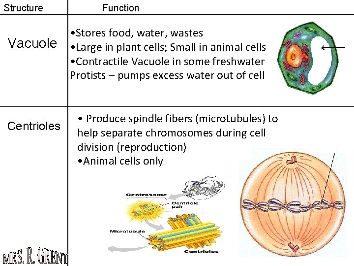 Structure Vacuole Centrioles Function • Stores food, water, wastes • Large in plant cells;