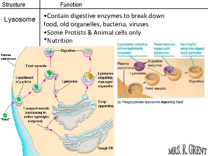 Structure Lysosome Function • Contain digestive enzymes to break down food, old organelles, bacteria,