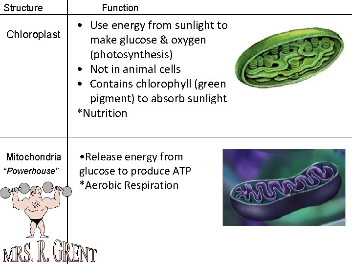 Structure Chloroplast Mitochondria “Powerhouse” Function • Use energy from sunlight to make glucose &