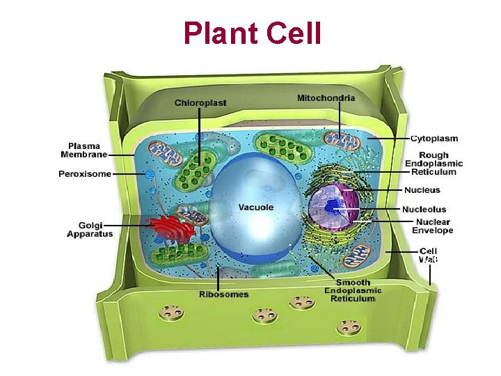 Plant Cell wall 