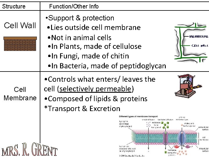 Structure Cell Wall Function/Other Info • Support & protection • Lies outside cell membrane