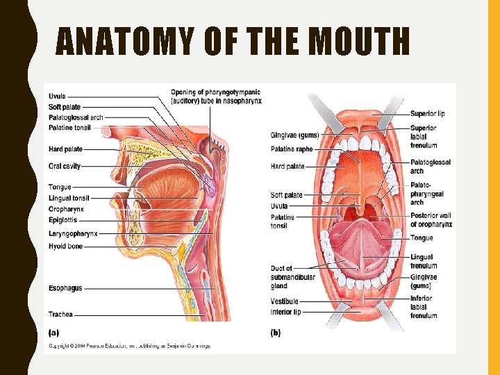 ANATOMY OF THE MOUTH 