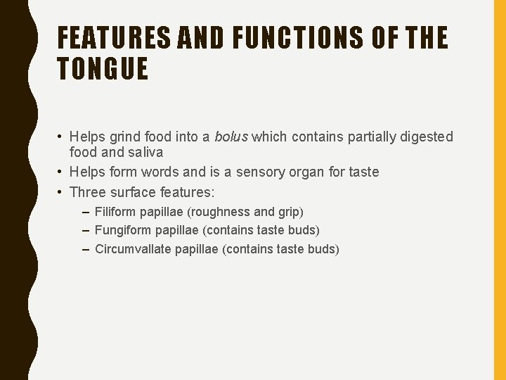 FEATURES AND FUNCTIONS OF THE TONGUE • Helps grind food into a bolus which