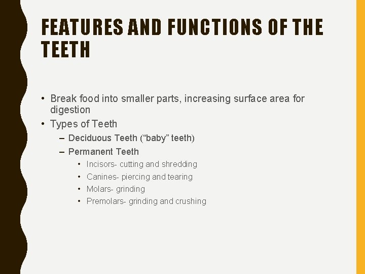 FEATURES AND FUNCTIONS OF THE TEETH • Break food into smaller parts, increasing surface