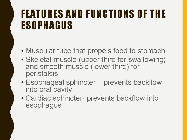 FEATURES AND FUNCTIONS OF THE ESOPHAGUS • Muscular tube that propels food to stomach