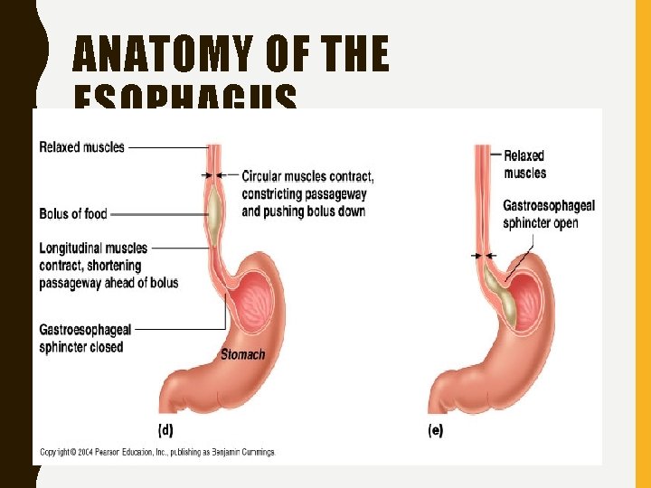 ANATOMY OF THE ESOPHAGUS 