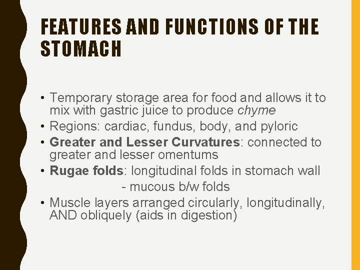 FEATURES AND FUNCTIONS OF THE STOMACH • Temporary storage area for food and allows