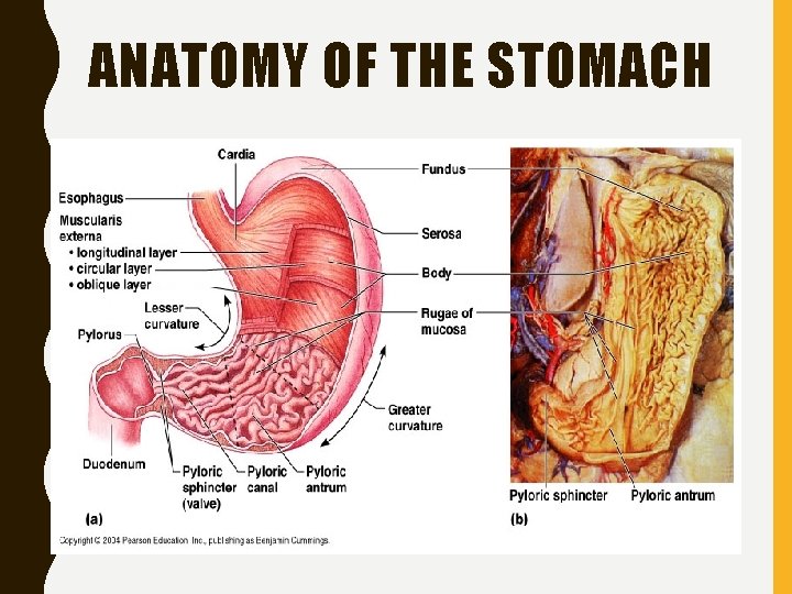 ANATOMY OF THE STOMACH 