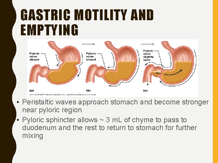 GASTRIC MOTILITY AND EMPTYING • Peristaltic waves approach stomach and become stronger near pyloric