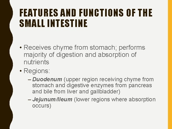 FEATURES AND FUNCTIONS OF THE SMALL INTESTINE • Receives chyme from stomach; performs majority