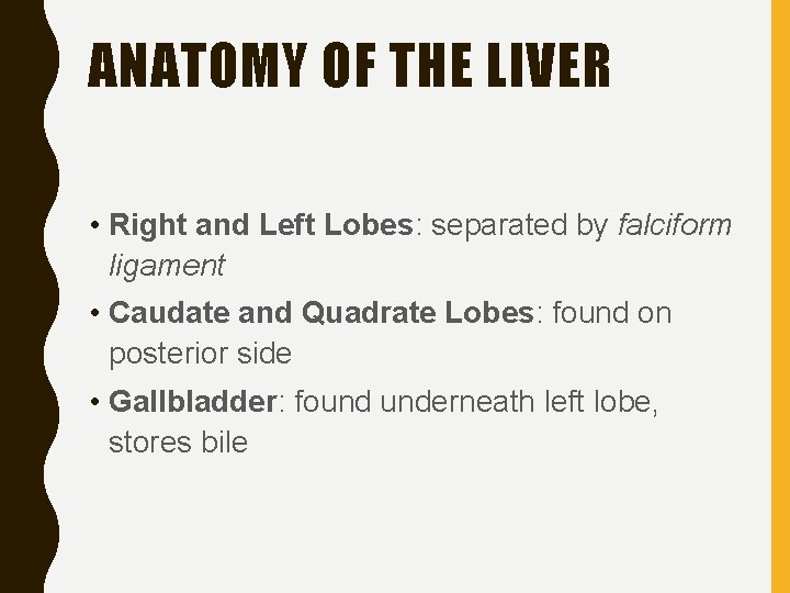 ANATOMY OF THE LIVER • Right and Left Lobes: separated by falciform ligament •