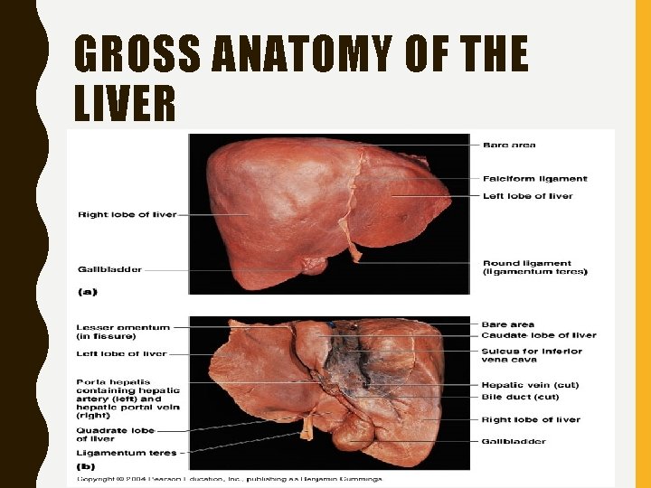 GROSS ANATOMY OF THE LIVER 