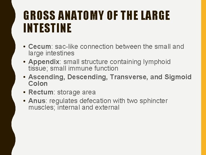 GROSS ANATOMY OF THE LARGE INTESTINE • Cecum: sac-like connection between the small and